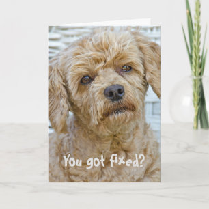 Carte Vasectomie Humour de chien