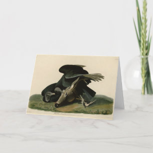 Carte Vautour noir, des oiseaux d'Amérique d'Audubon