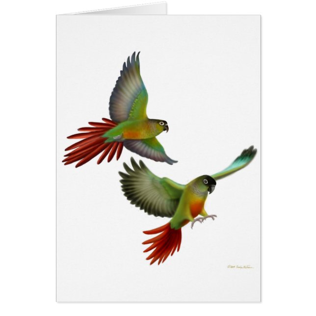 Carte verte de Conures de joue (Devant)