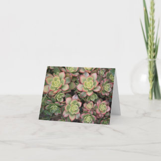 Carte vide Succulente