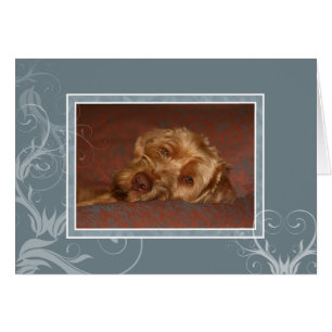 Carte vierge 005 de Vizsla de Hongrois