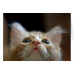 Carte vierge avec le chaton tigré orange adorable