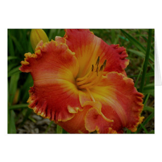 Carte vierge avec Orange Daylily