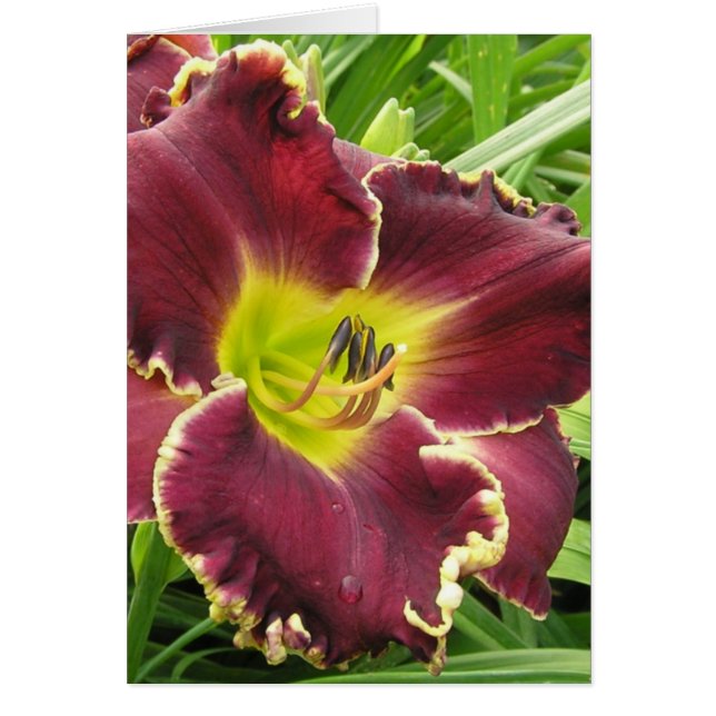 Carte vierge avec Sooo Purple Daylily (Devant)