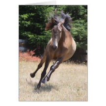 Carte vierge Cheval Lusitanien en liberté