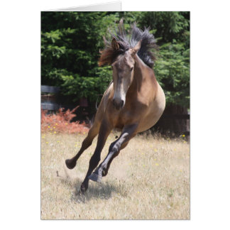 Carte vierge Cheval Lusitanien en liberté