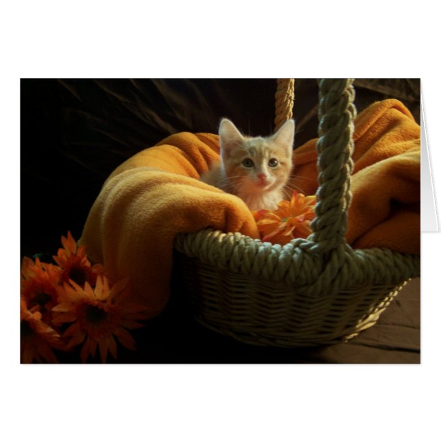 carte vierge de chaton (Devant horizontal)