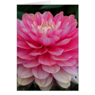 Carte vierge de dahlia rose