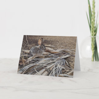 Carte vierge de lapin de désert par Andrew Denman