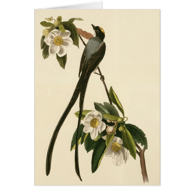 Carte vierge de magnolia de FLYCATCHER floral (Devant)