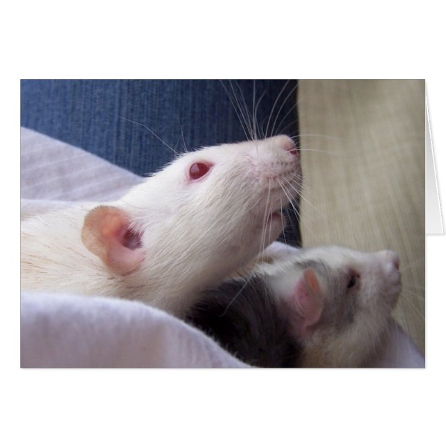 Carte vierge de rat (Devant horizontal)