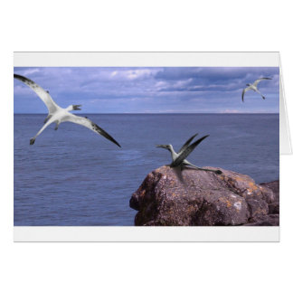 Carte vierge de Rhamphorhynchus