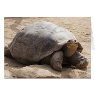 Carte vierge de sourire de tortue