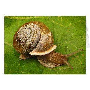 Carte vierge d'escargot