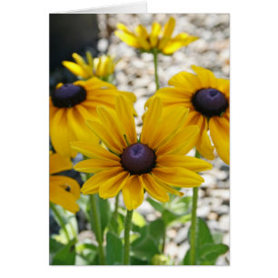 Carte vierge, fleur de Rudbeckia