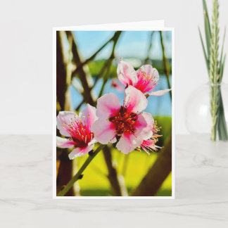 Carte vierge Fleurs de printemps