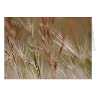 Carte vierge - Grasses à plumes