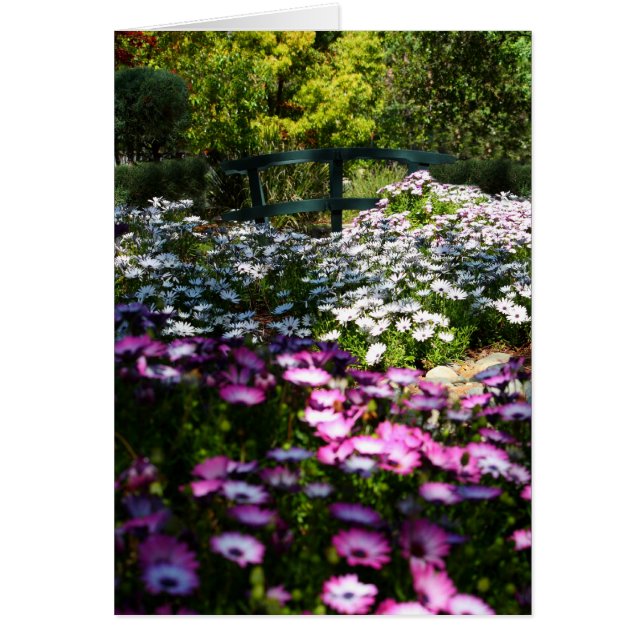 Carte vierge, marguerites africaines (Devant)
