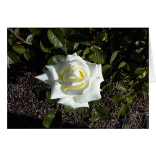 Carte vierge : On jaune pâle s'est levé