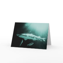 Carte vierge requin Mako