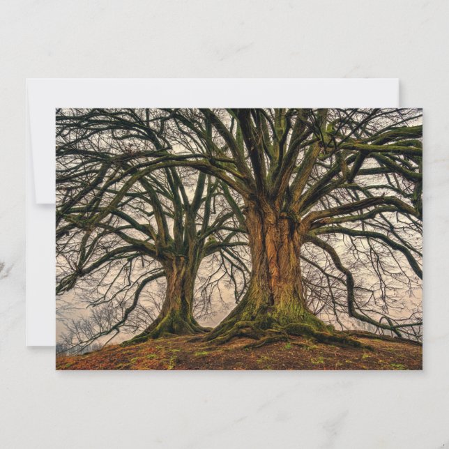Carte Vieux chêne en hiver (Devant)