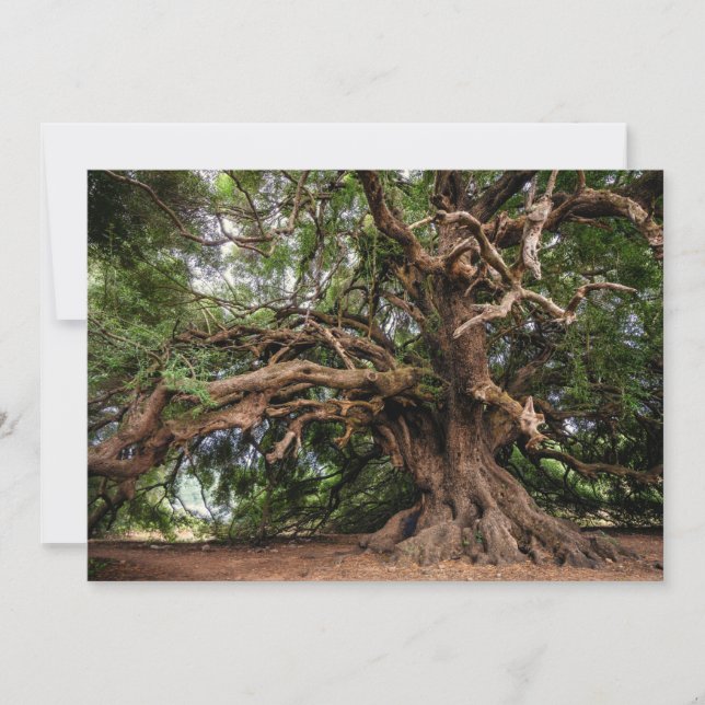 Carte Vieux Olivier rustique (Devant)