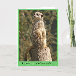 Carte vigilante de Meerkat