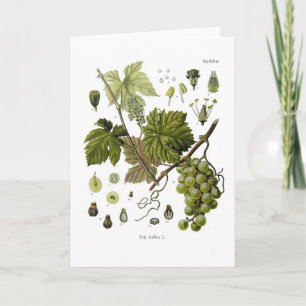 Carte Vigne