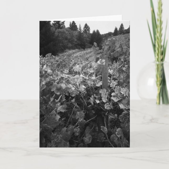 Carte Vignoble et collines, Draper Vineyard, 1966 (Devant)