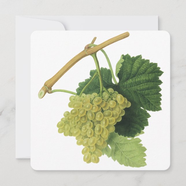 Carte Vins blancs sur la vigne, fruits alimentaires Vint (Devant)