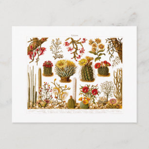 Carte Vintage 1911 Cactus Flower Illustration florale