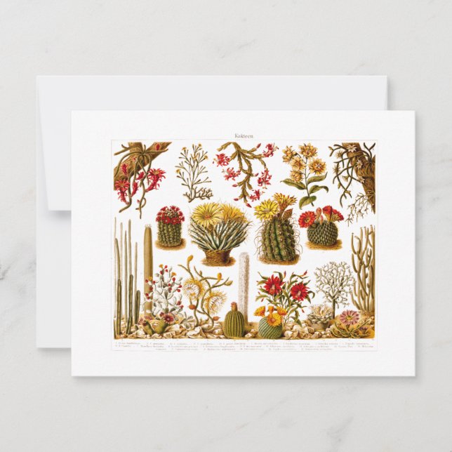 Carte Vintage 1911 Cactus Flower Illustration florale (Devant)