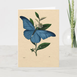 Carte Vintage bleu papillon
