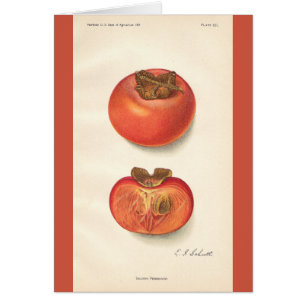 Carte vintage de kaki