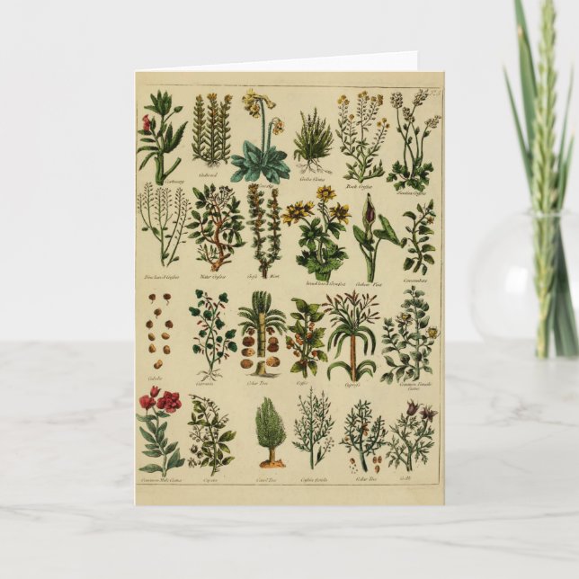 Carte Vintage Herbal Greeting Card - 5 (Devant)