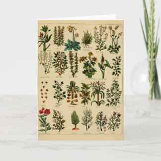 Carte Vintage Herbal Greeting Card - 5