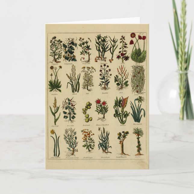 Carte Vintage Herbal Greeting Card - 6 (Devant)