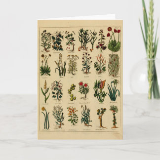 Carte Vintage Herbal Greeting Card - 6