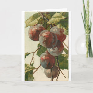 Carte Vintage - Plums sur l'arbre,