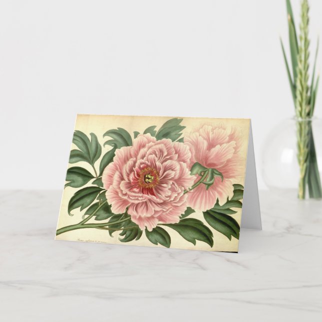 Carte Vintage Tree Peony (Devant)