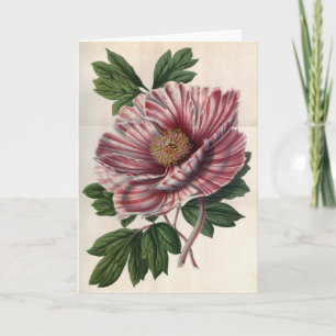 Carte Vintage Tree Peony
