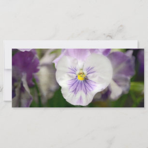 Carte Violas violets et blancs par Shirley Taylor