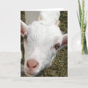 Carte Visage de chèvre