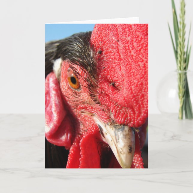 Carte Visage du coq Lakenvelder (Devant)