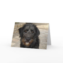 Visage velu de chien noir
