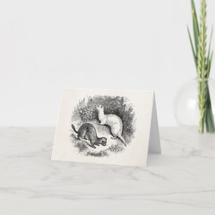 Carte Visons vintages de belettes de furets de 1800s de