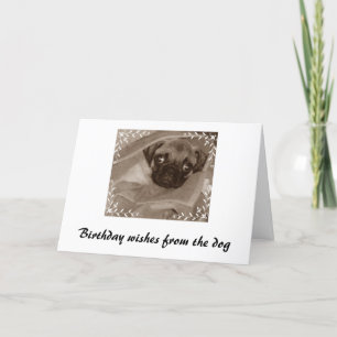 Carte voeux d'anniversaire du chien