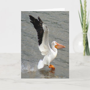 Carte Vol du pélican