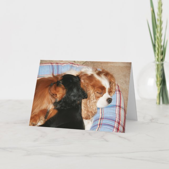 Carte Vous Allez Lick Cancer Cavalier King Charles Spani (Devant)