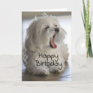CARTE VOUS ÊTES MON **VÉTÉRINAIRE PRÉFÉRÉ** ANNIVERSAIRE